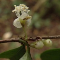 Eugenia rotundata (Trimen) Trimen